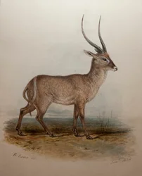 Bohor Reedbuck, 1834
